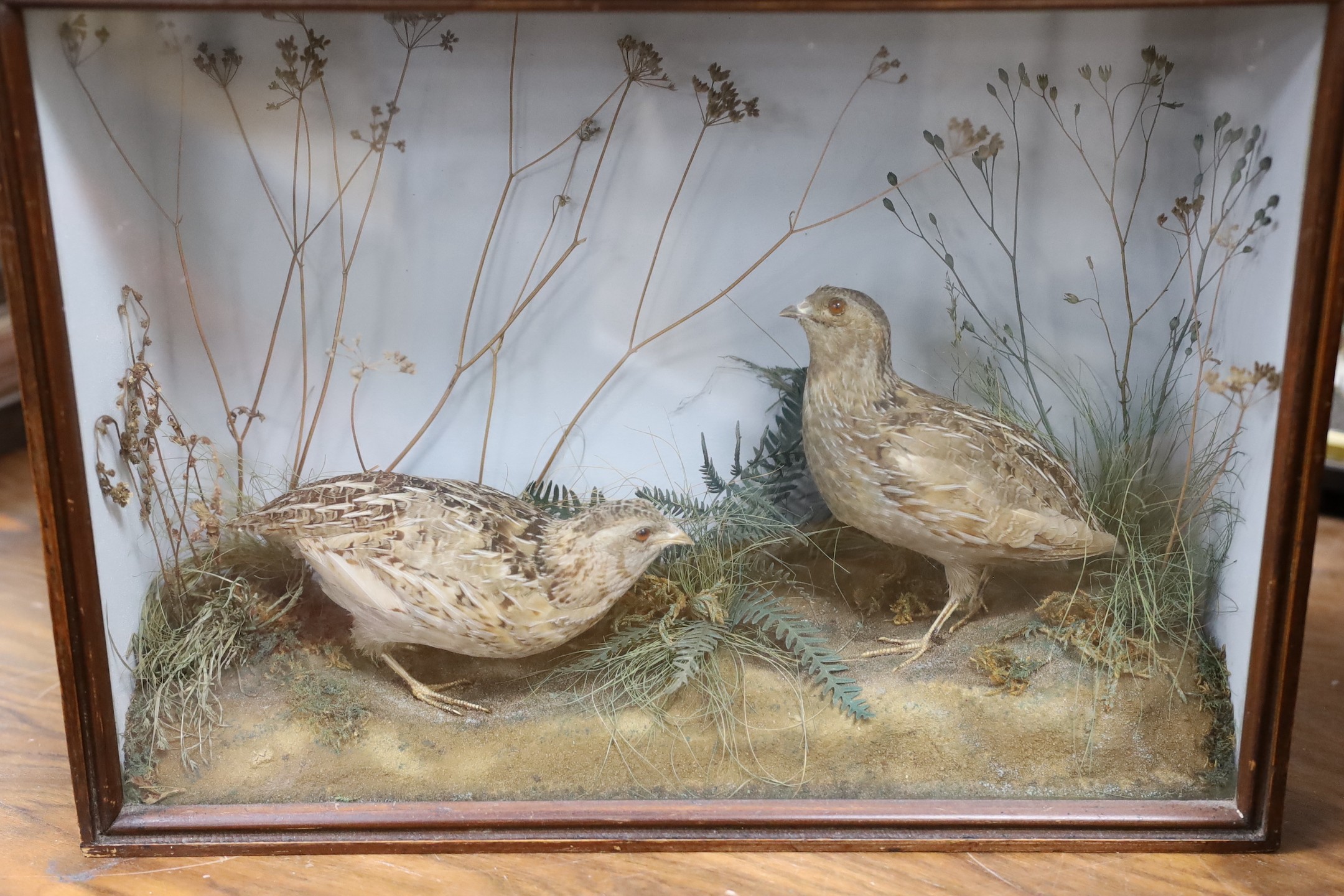 Two cased taxidermy quails, 40cms x 29cms